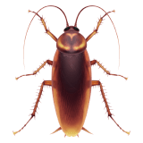 🪳 Cockroach, Emoji by Apple